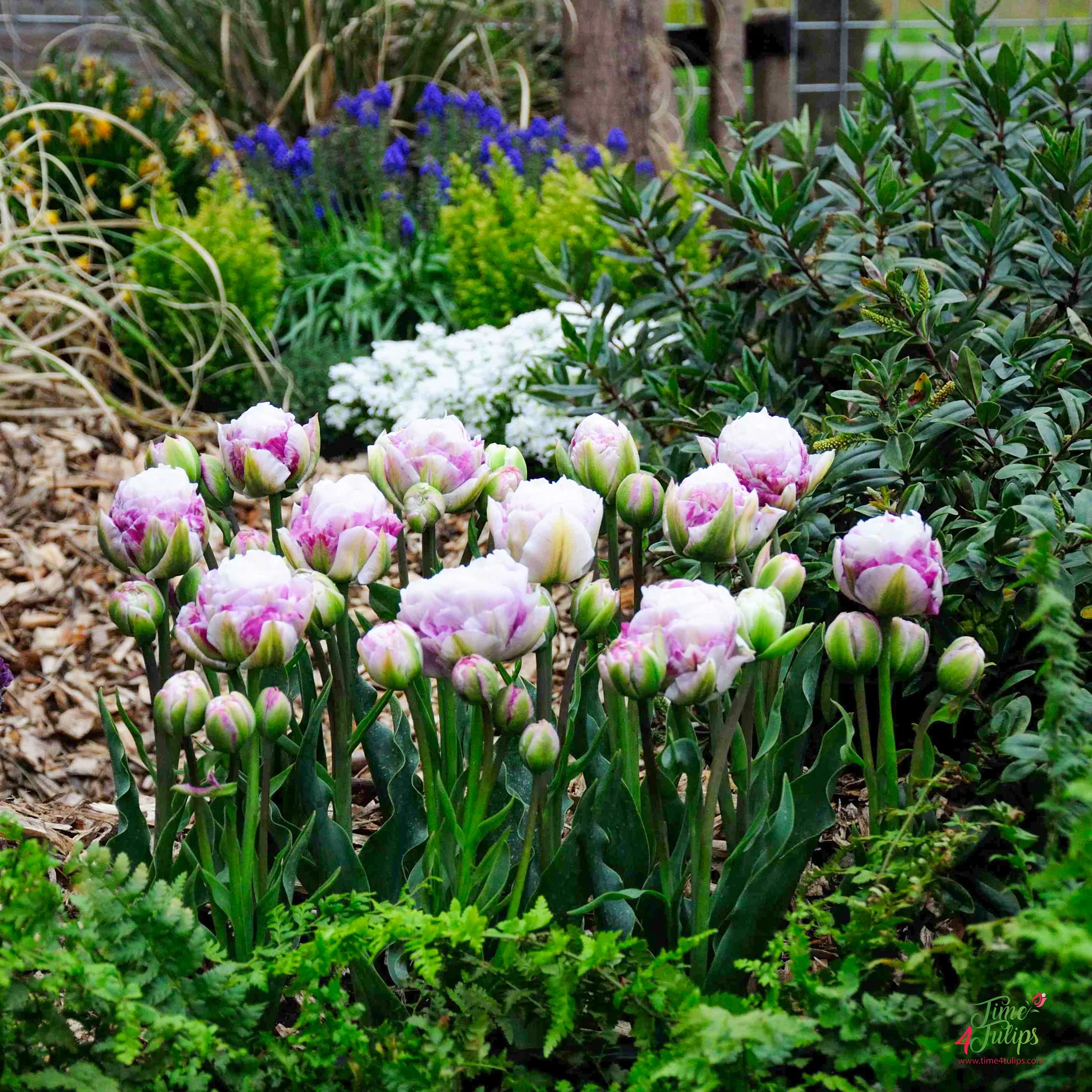 Tulpės - Double surprise