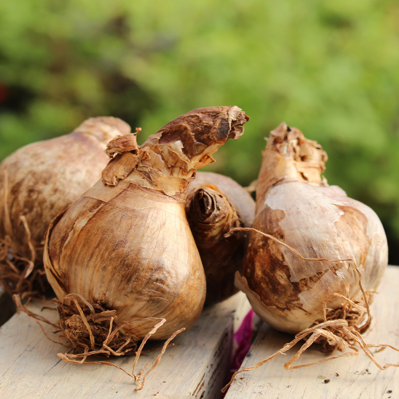 Narcizai pilnaviduriai MIX