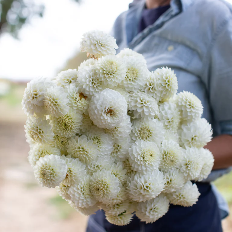 Jurginas - Snowflake