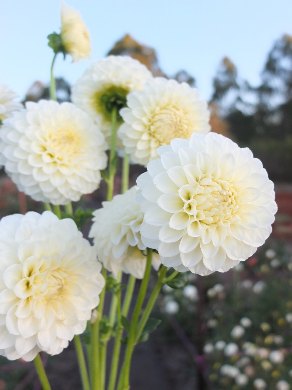 Jurginas - Snowflake