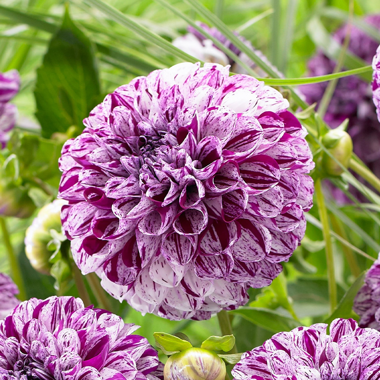 Jurginas - Marble ball