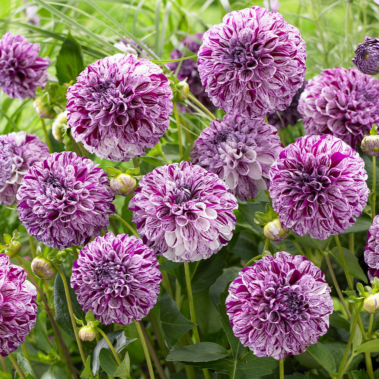 Jurginas - Marble ball