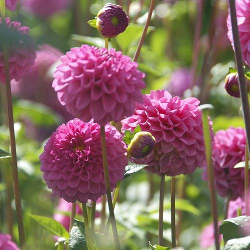 Jurginas - Jan van Schaffelaar