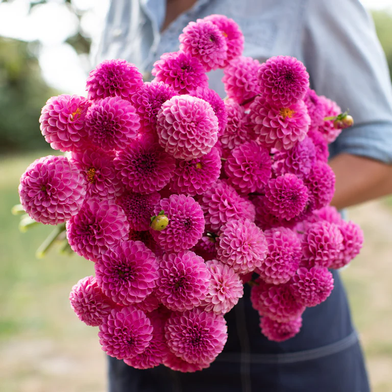 Jurginas - Jan van Schaffelaar