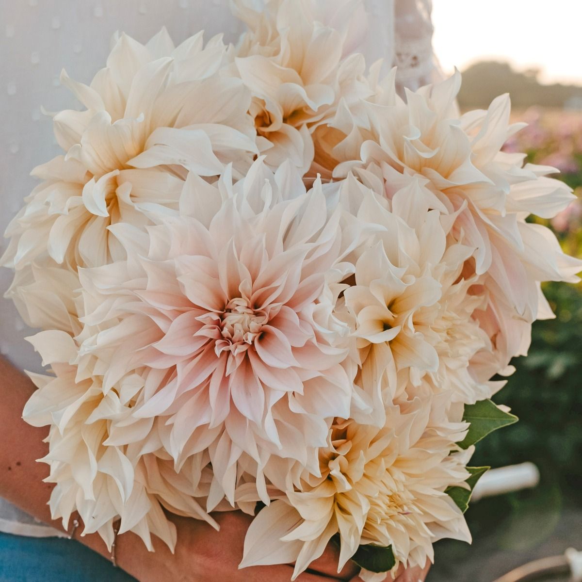 Jurginas - Cafe au lait