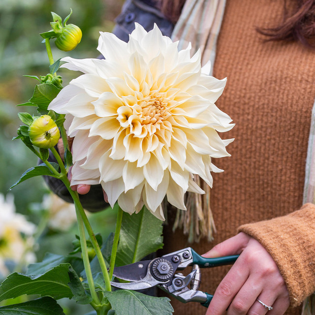 Jurginas - Cafe au lait