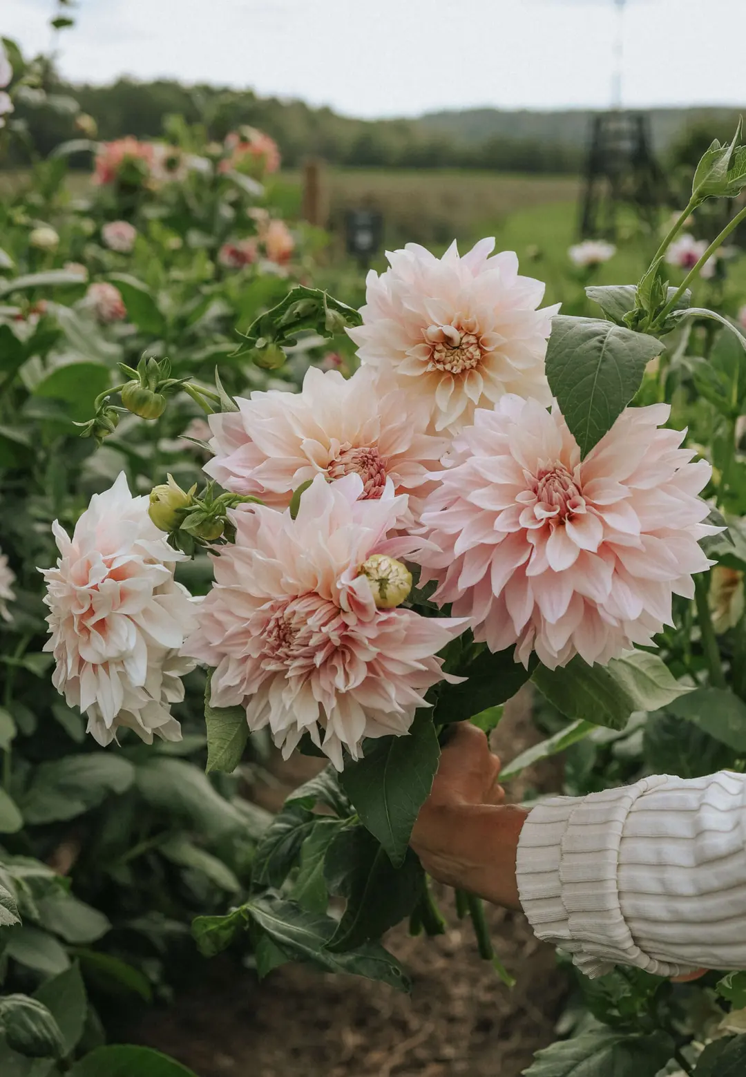 Jurginas - Cafe au lait