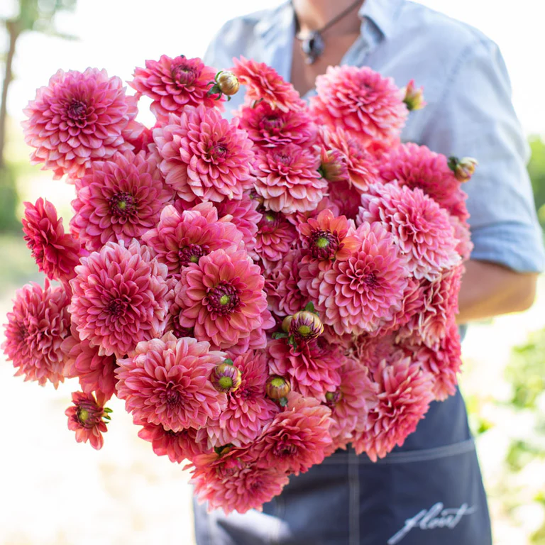 Jurginas - Pink Runner