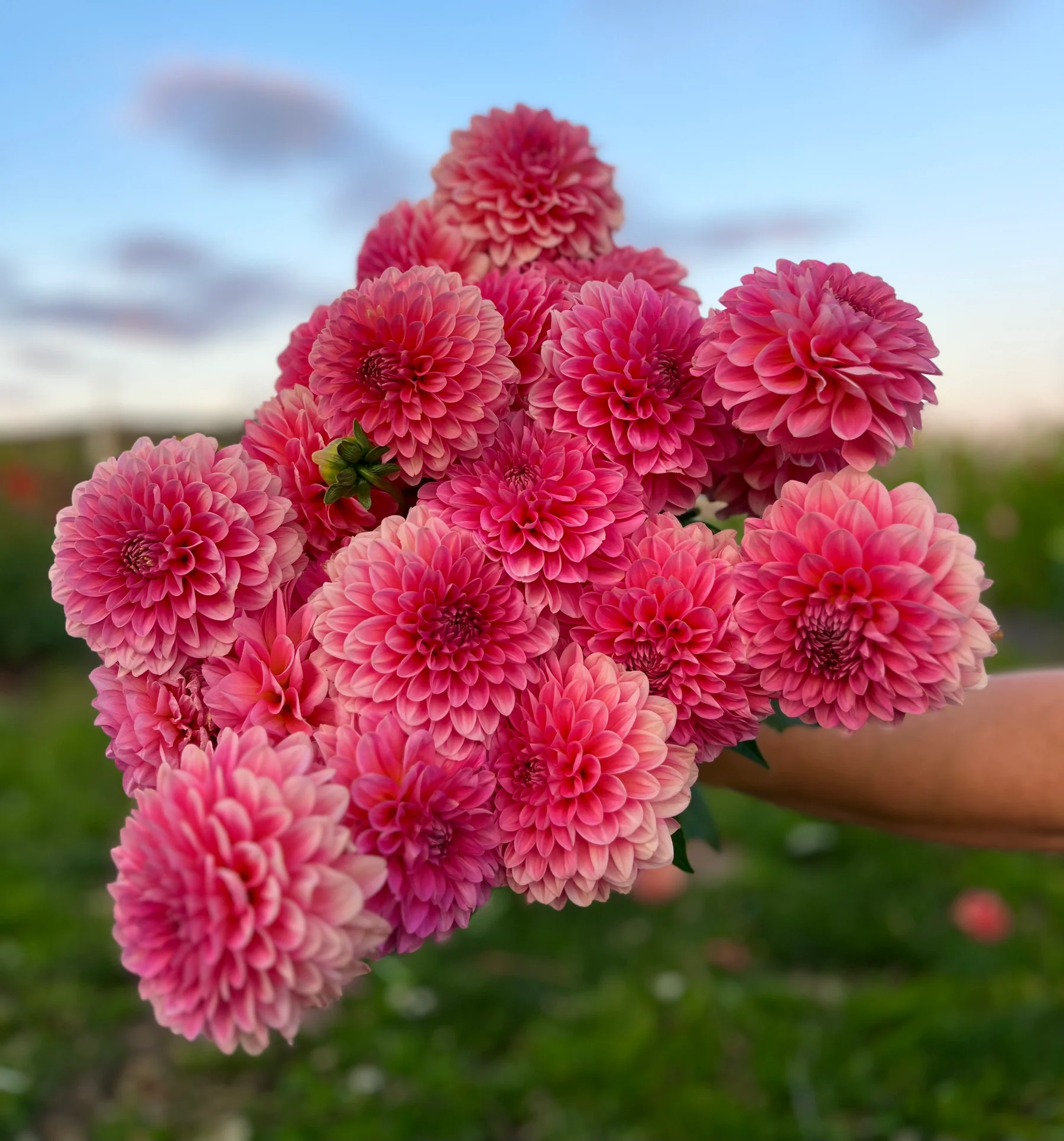 Jurginas - Pink Runner