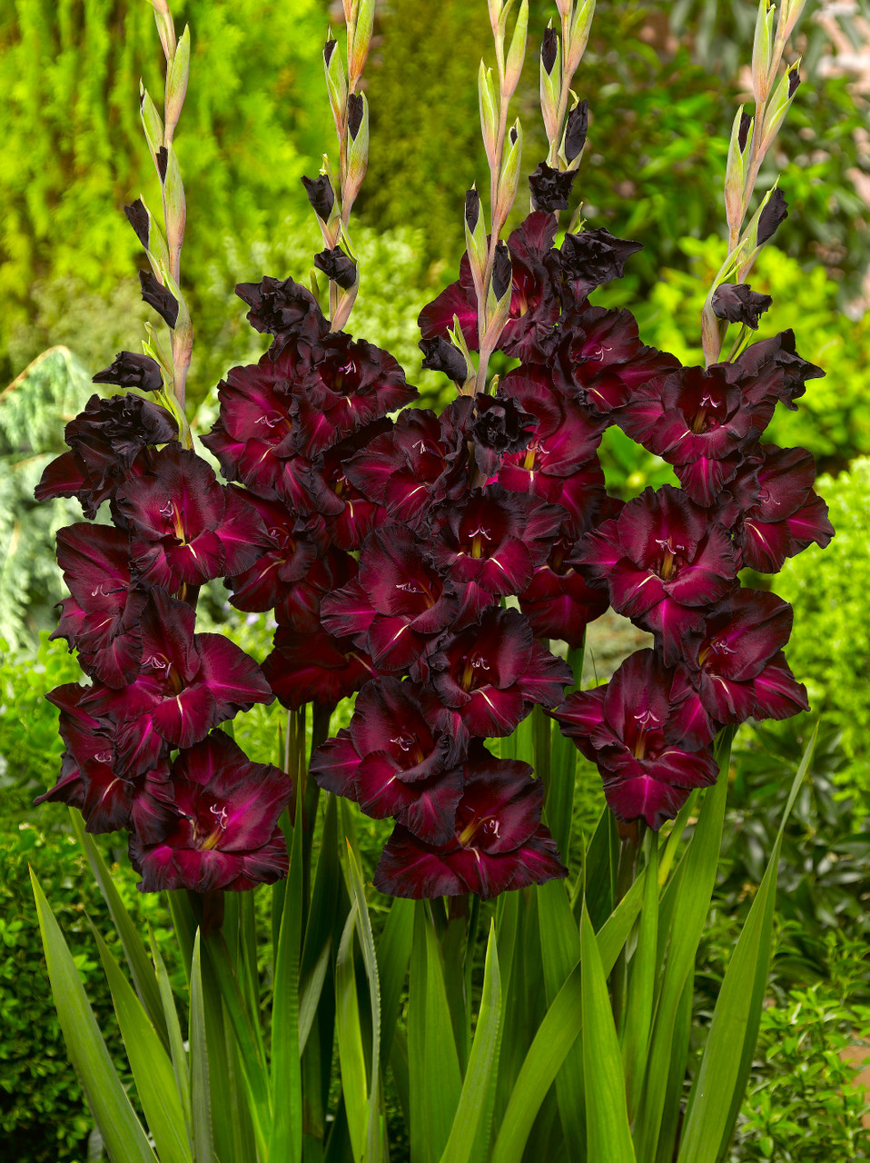 Kardelis - Black Surprise