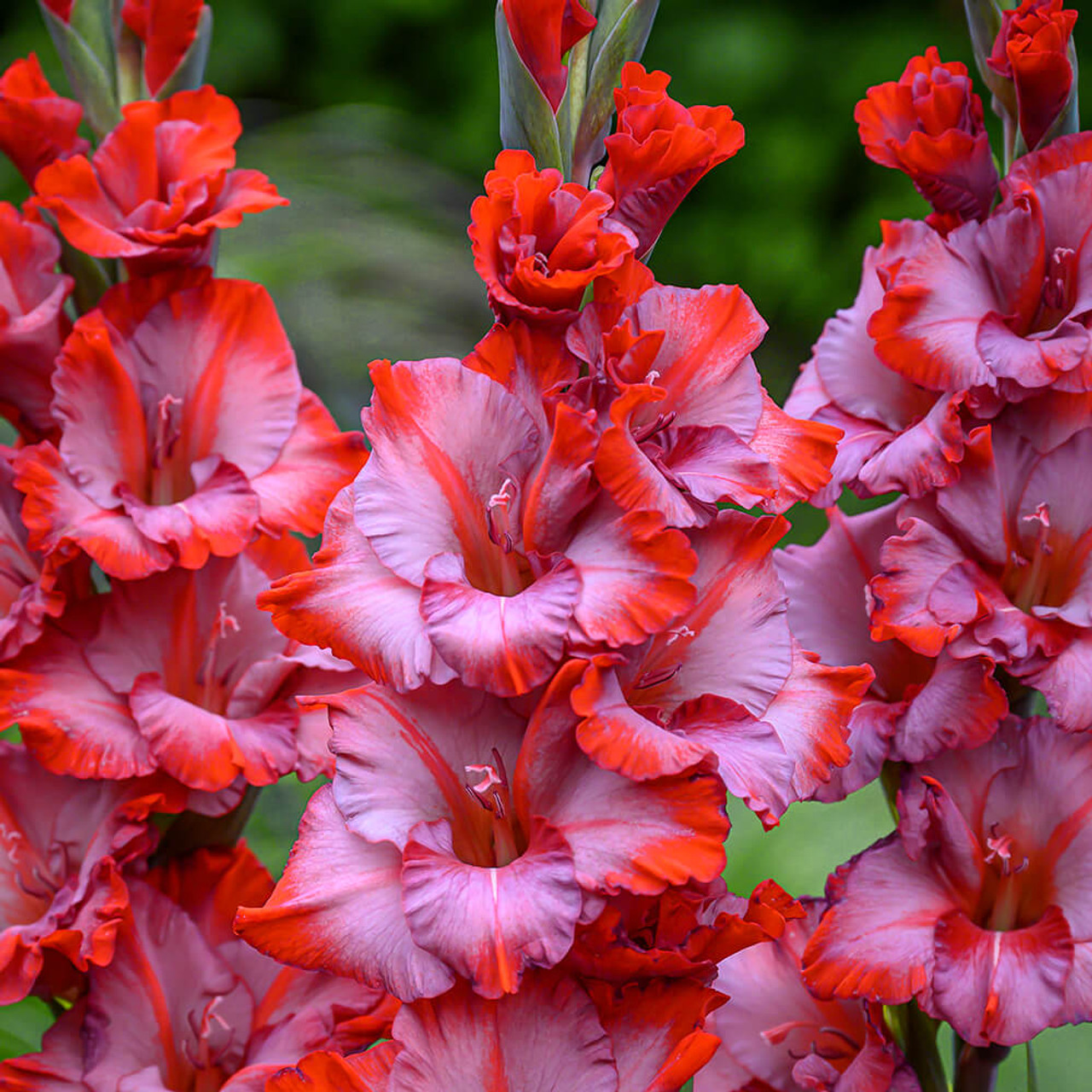 Kardelis - Ted's trump