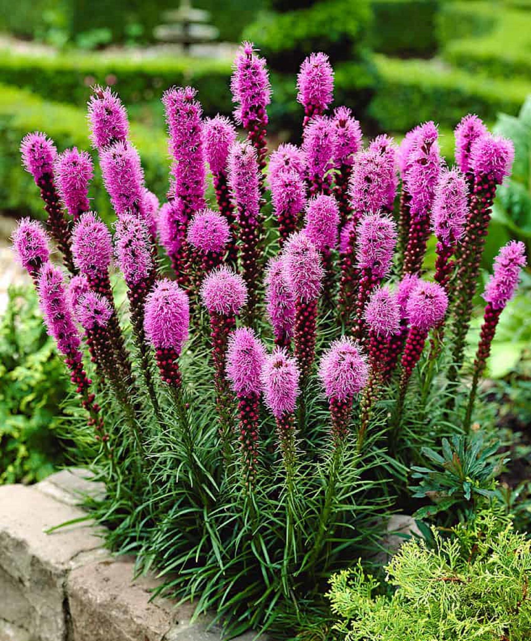 Liatris - Spicata