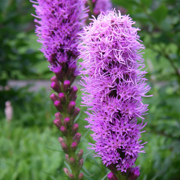 Liatris - Spicata