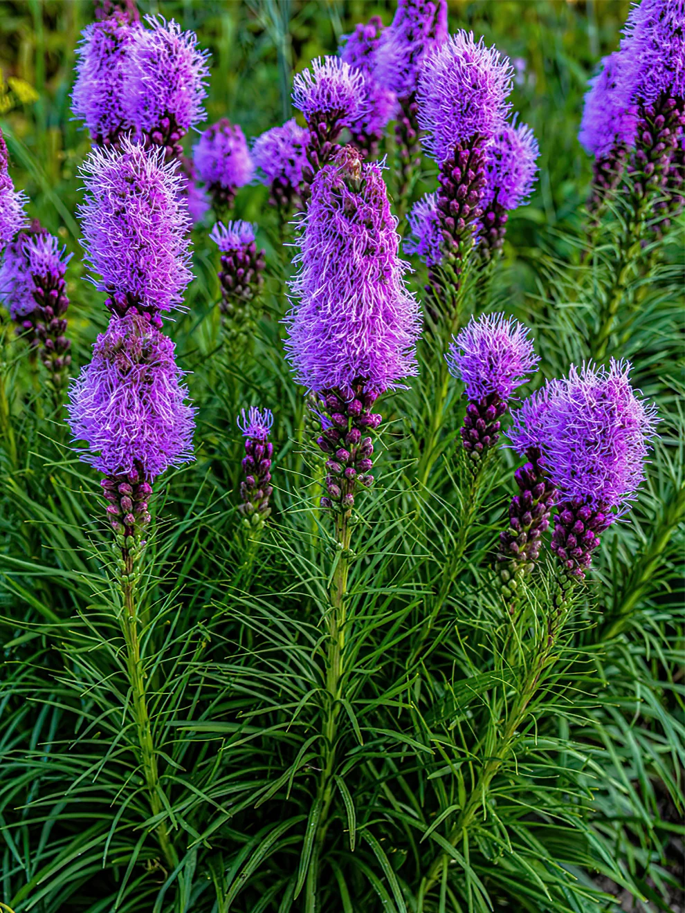 Liatris - Spicata