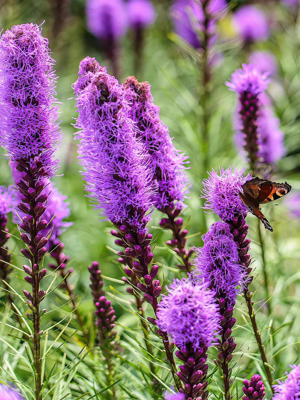 Liatris - Spicata