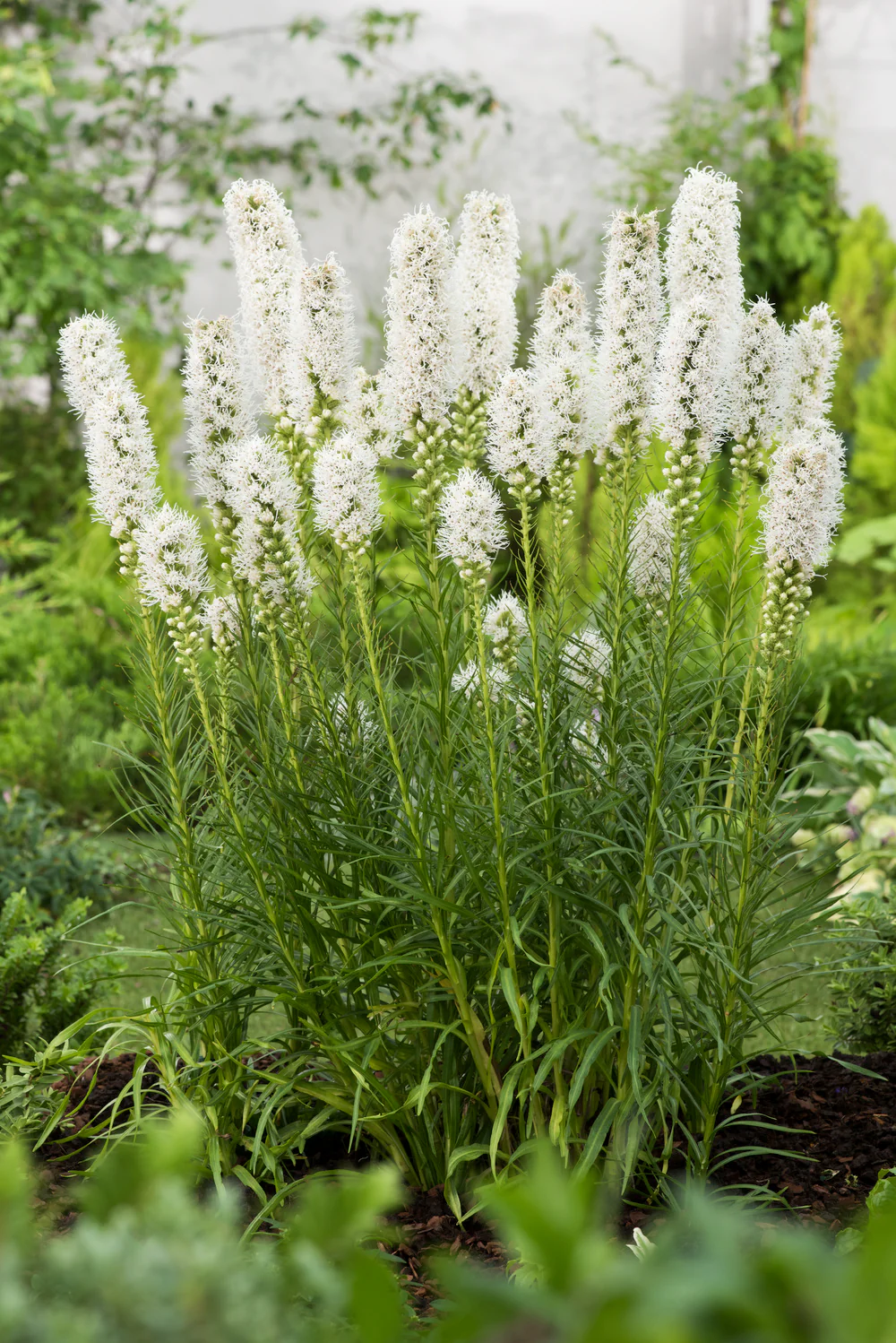 Liatris - Floristan alba
