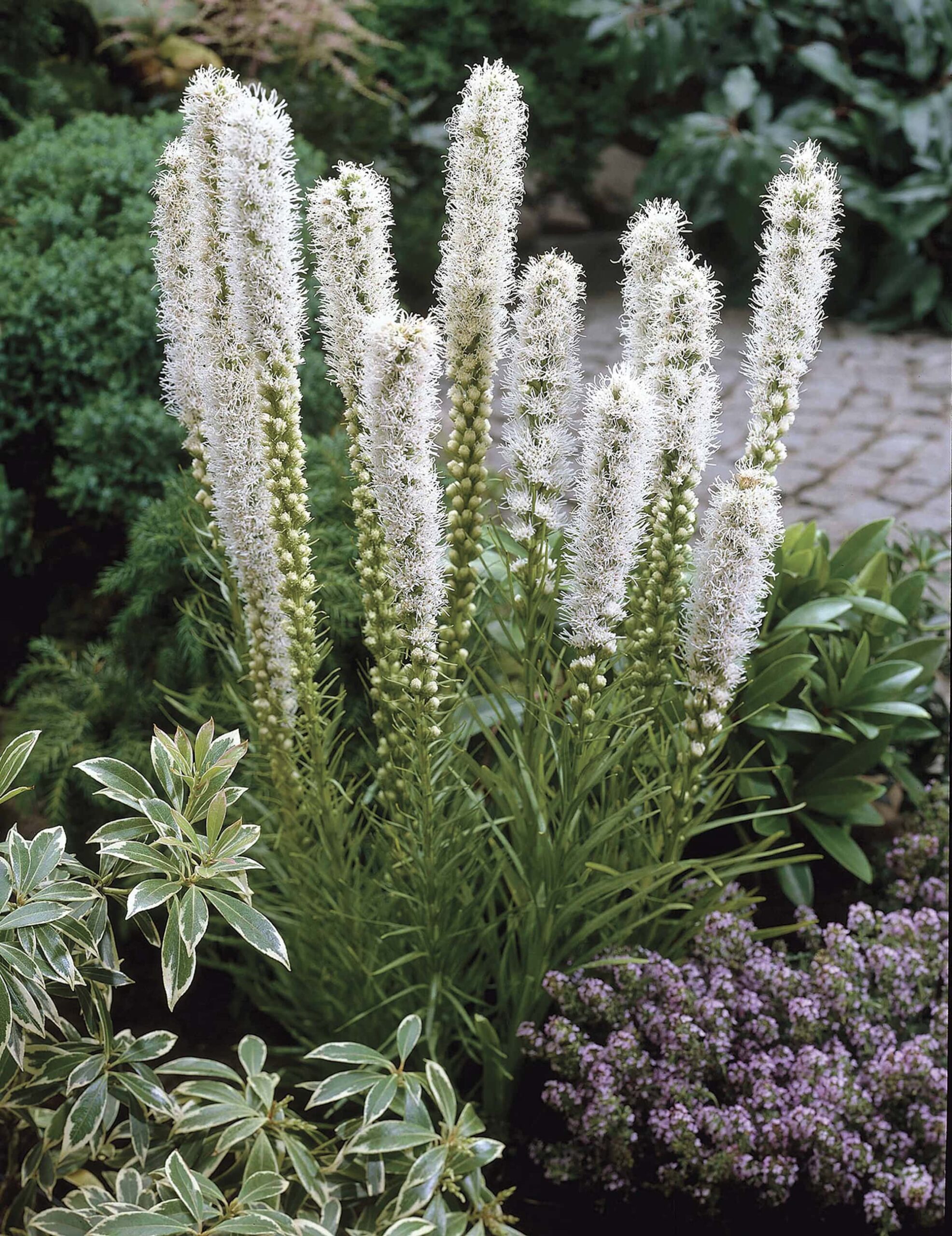 Liatris - Floristan alba
