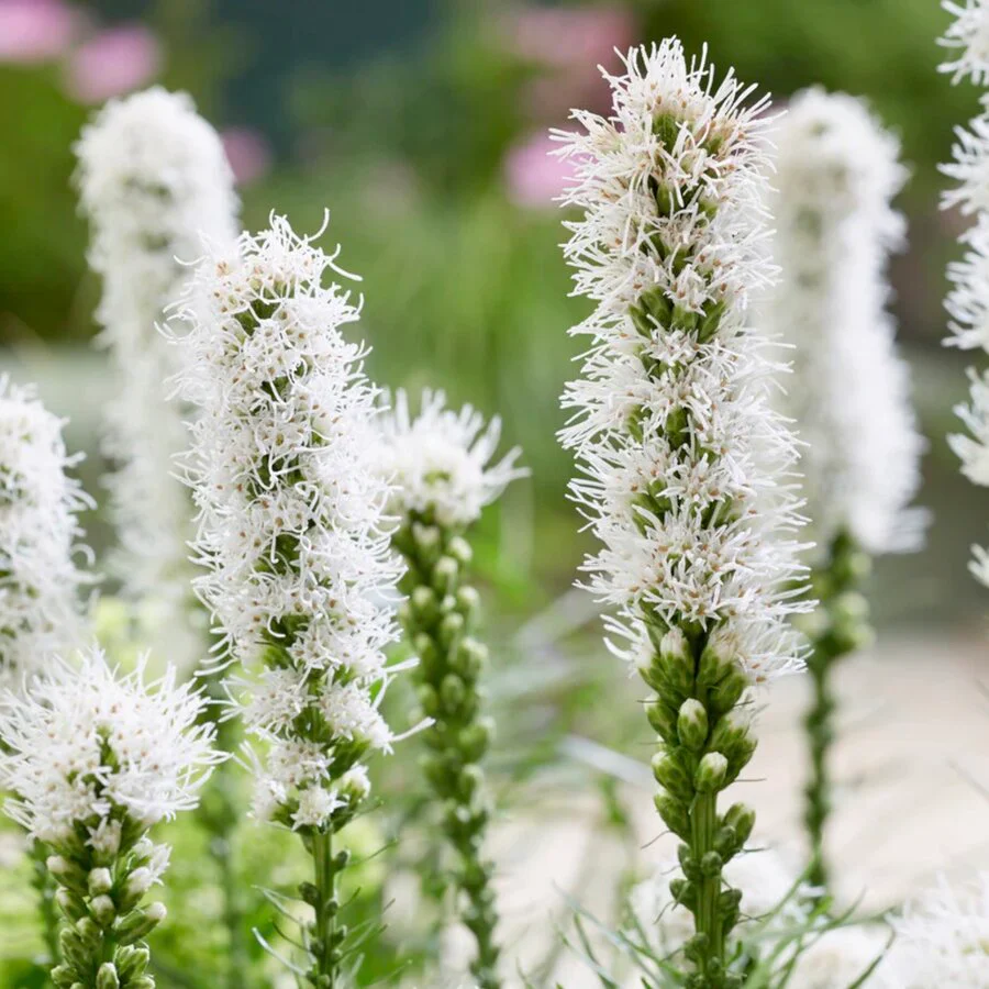Liatris - Floristan alba