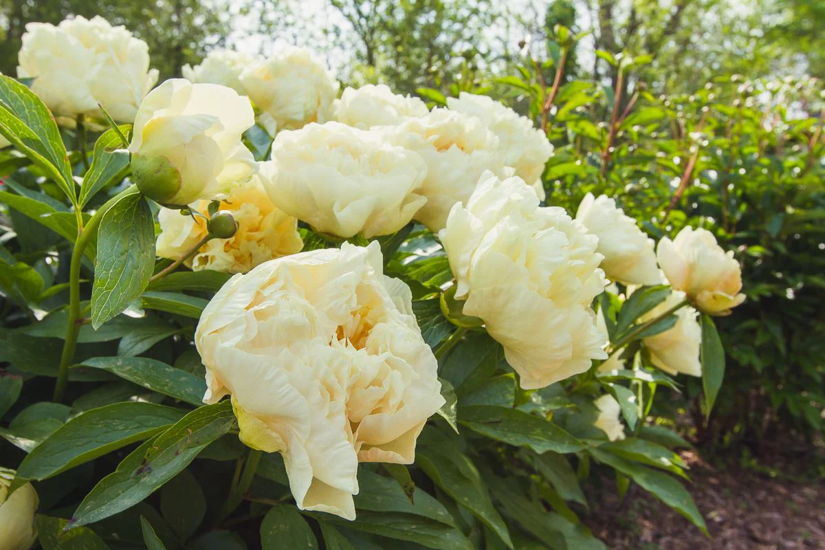 Bijūnas - Sunny girl