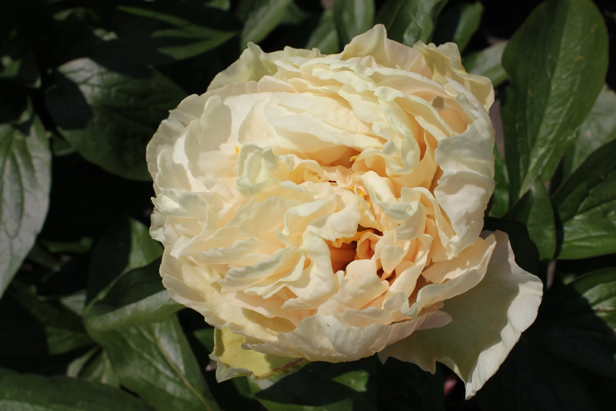 Bijūnas - Sunny girl