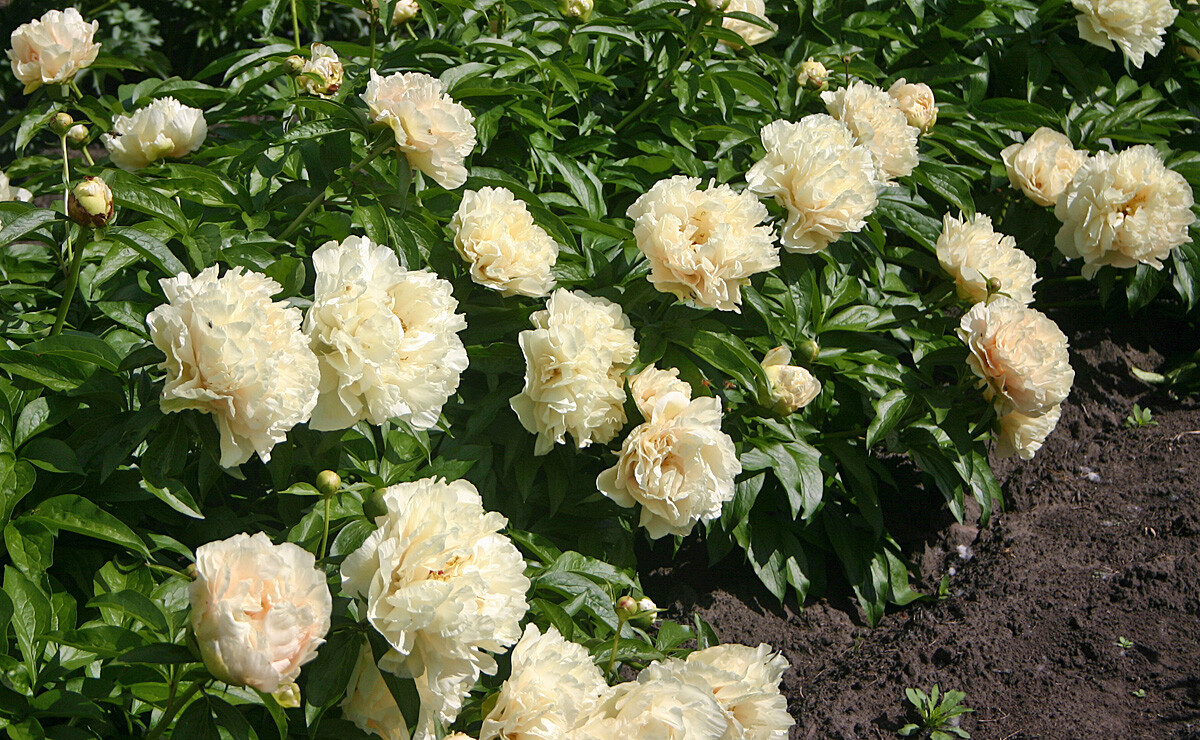 Bijūnas - Sunny girl