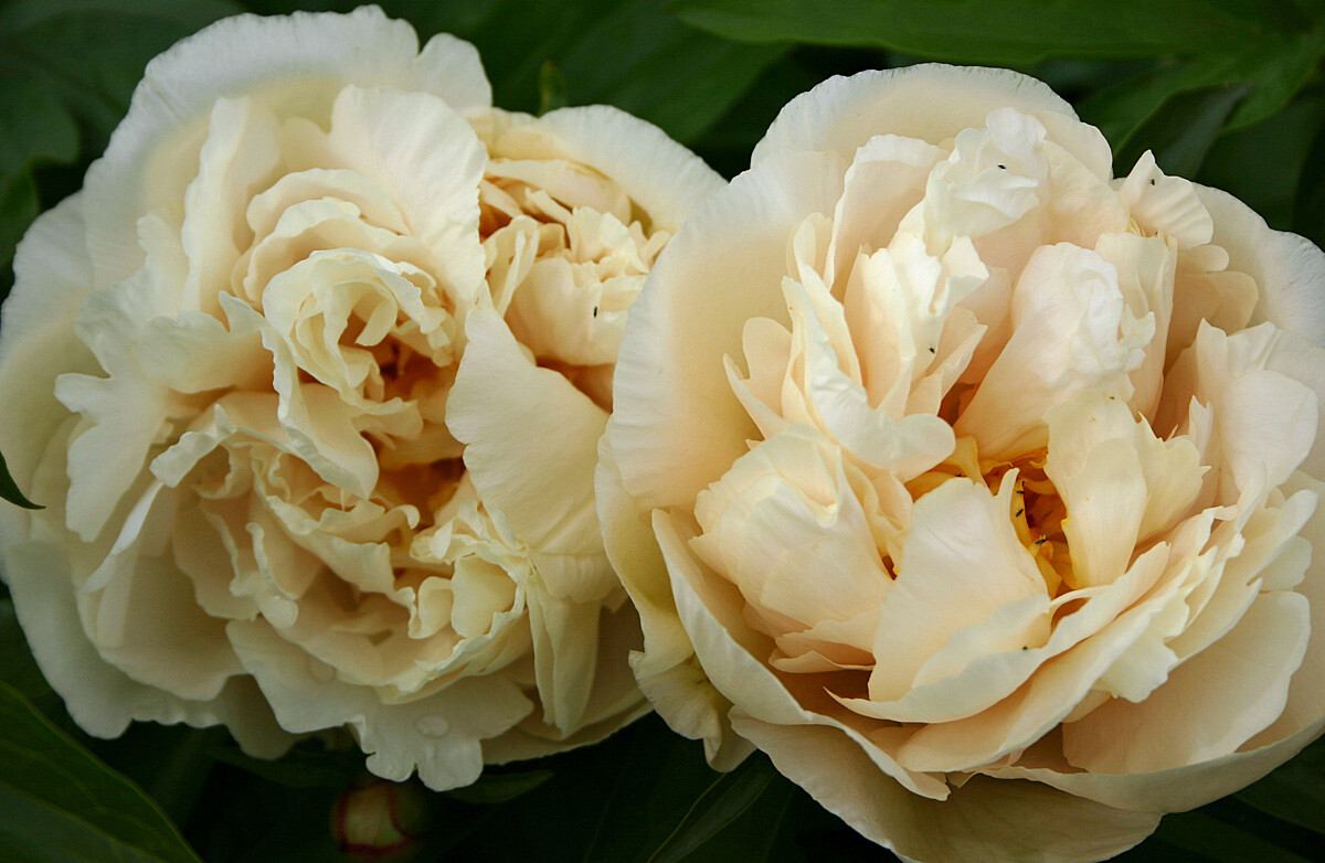 Bijūnas - Sunny girl