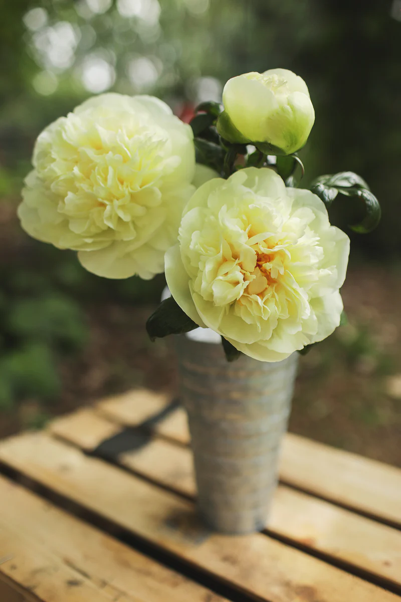 Bijūnas - Lemon chiffon