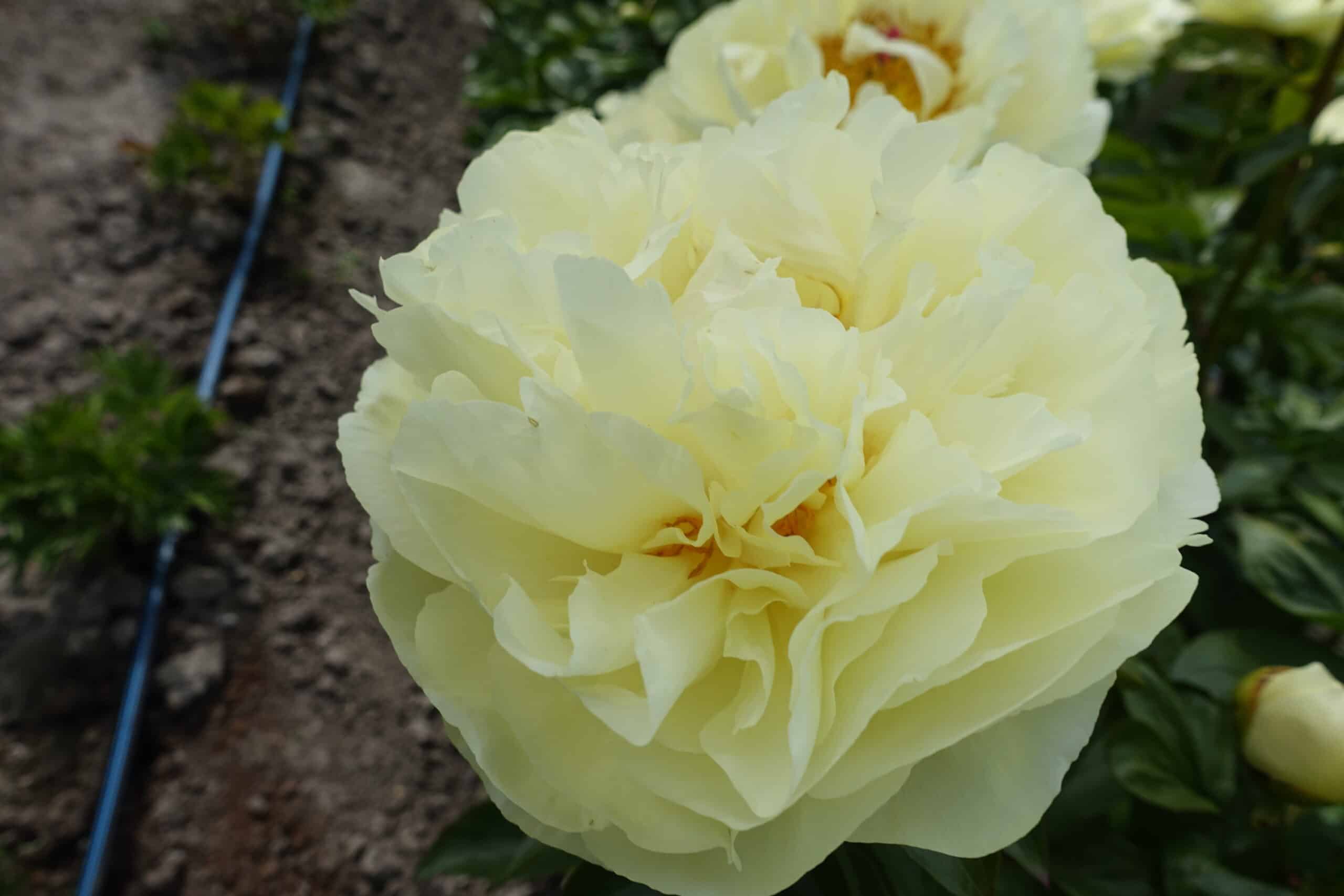 Bijūnas - Lemon chiffon