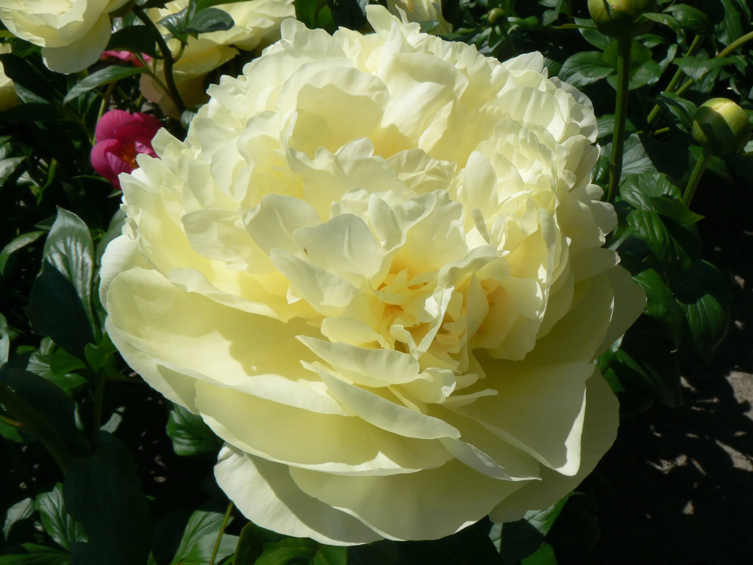 Bijūnas - Lemon chiffon