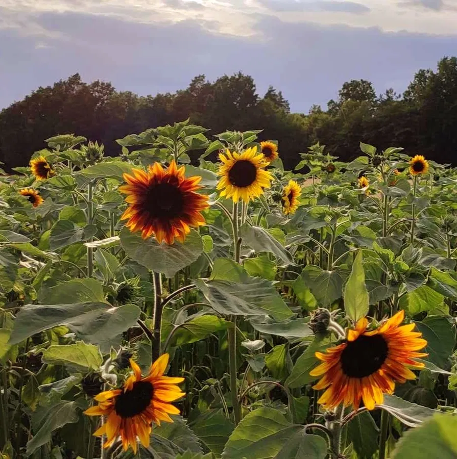 Dekoratyvinės saulėgrąžos MIX