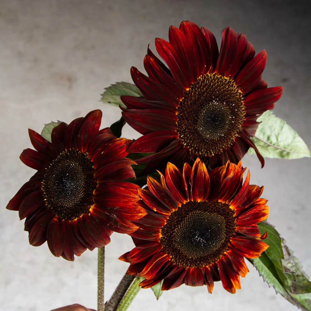 Dekoratyvinės saulėgrąžos - Moulin Rouge