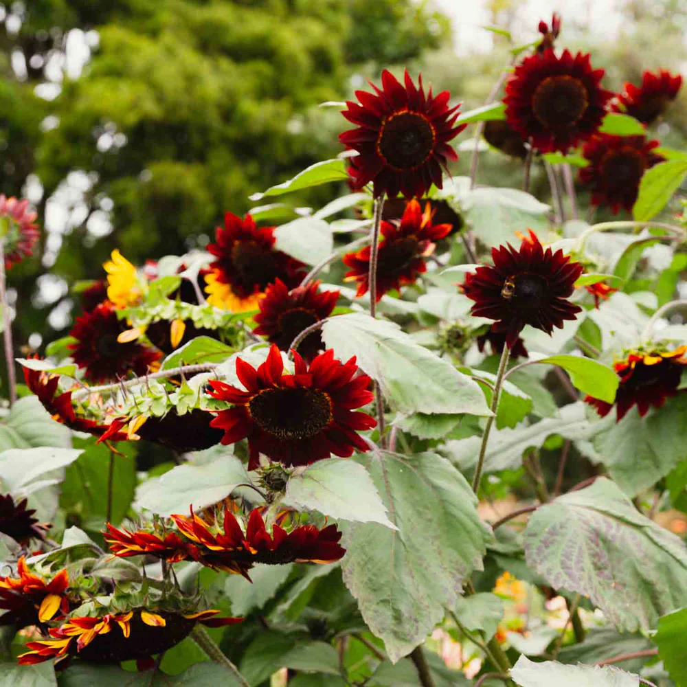Dekoratyvinės saulėgrąžos - Moulin Rouge