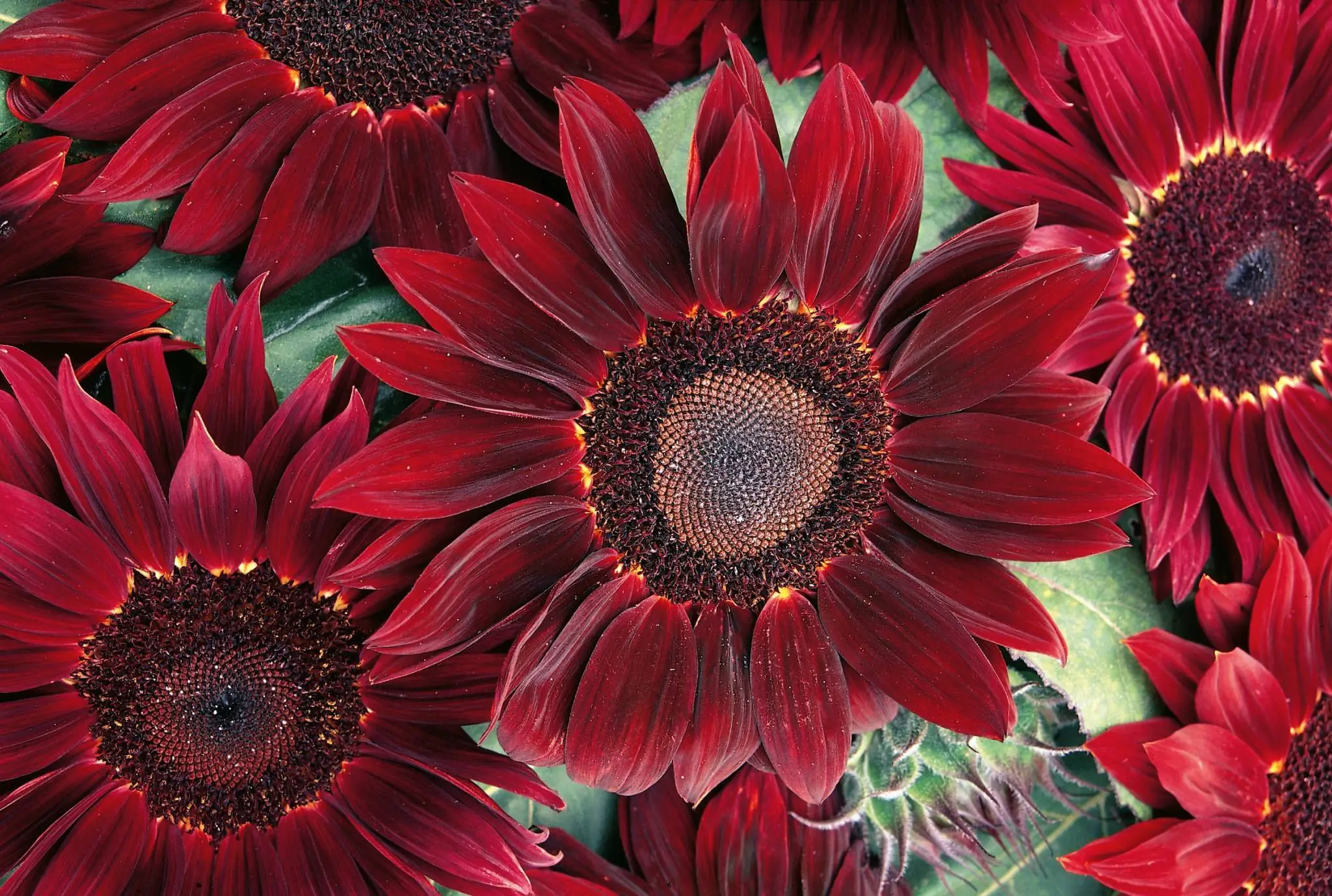 Dekoratyvinės saulėgrąžos - Moulin Rouge