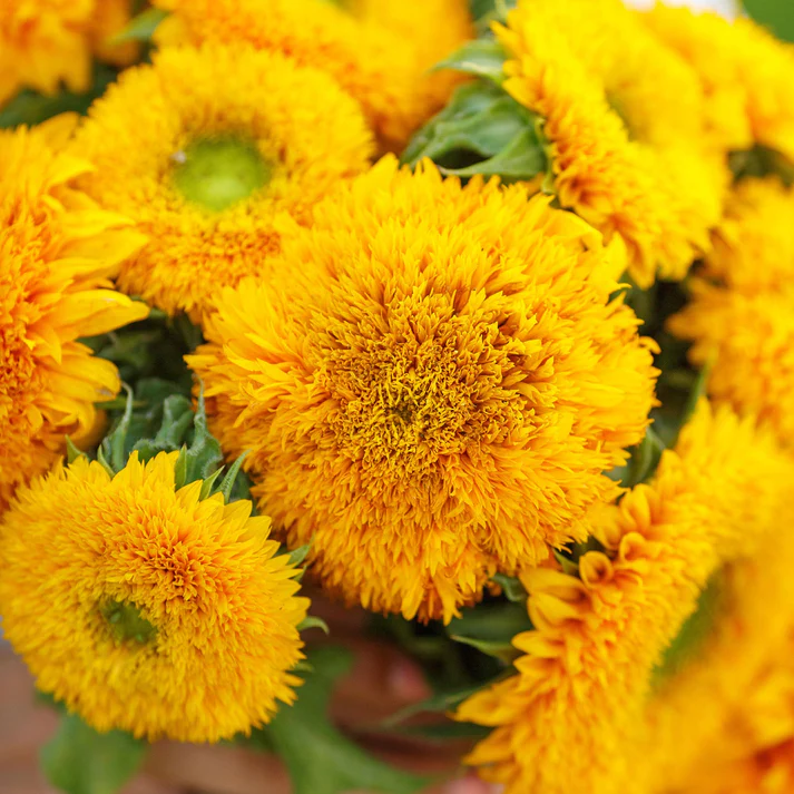 Dekoratyvinės saulėgrąžos - Sungold Tall