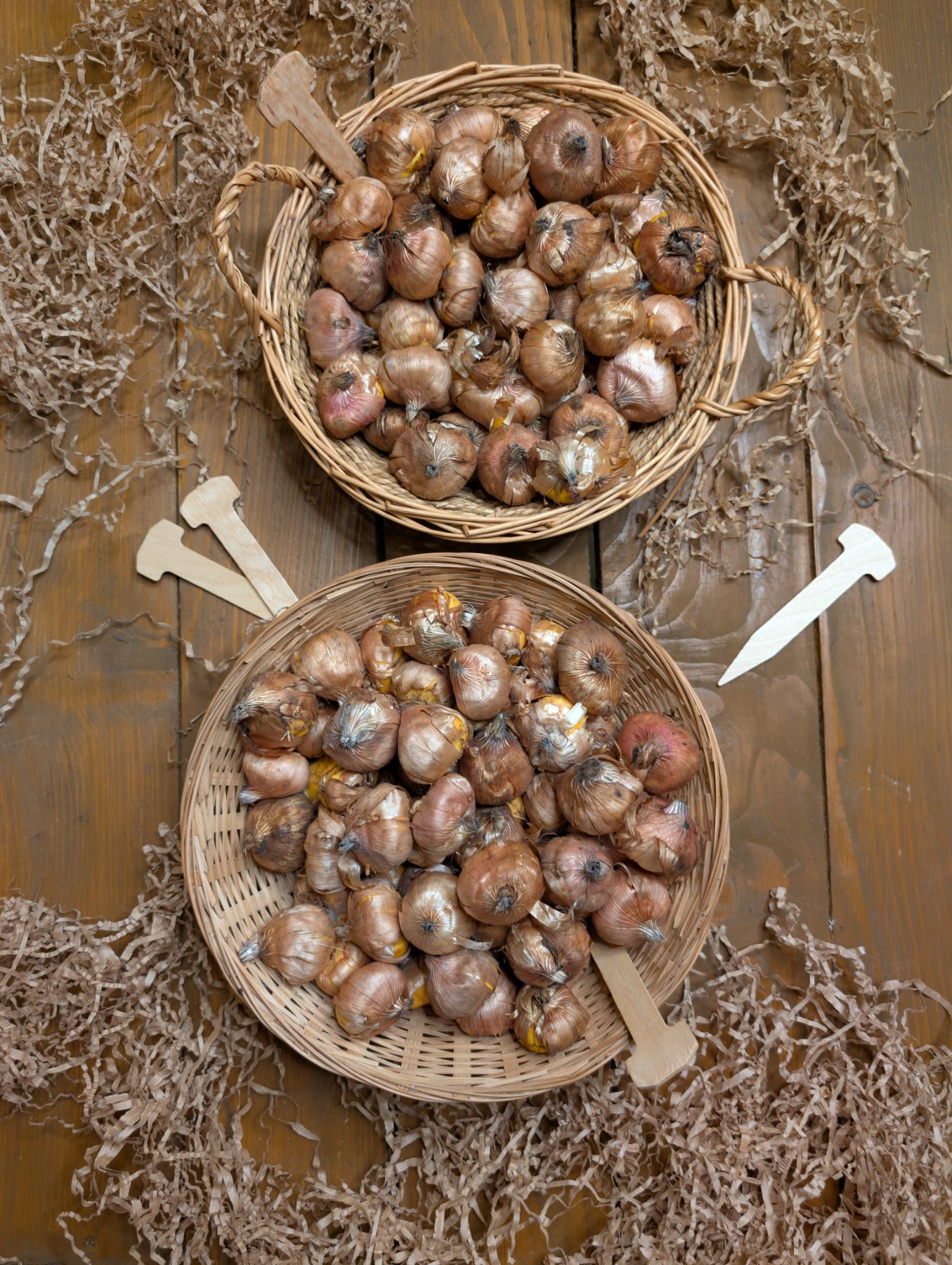 Kardelis - Ted's trump