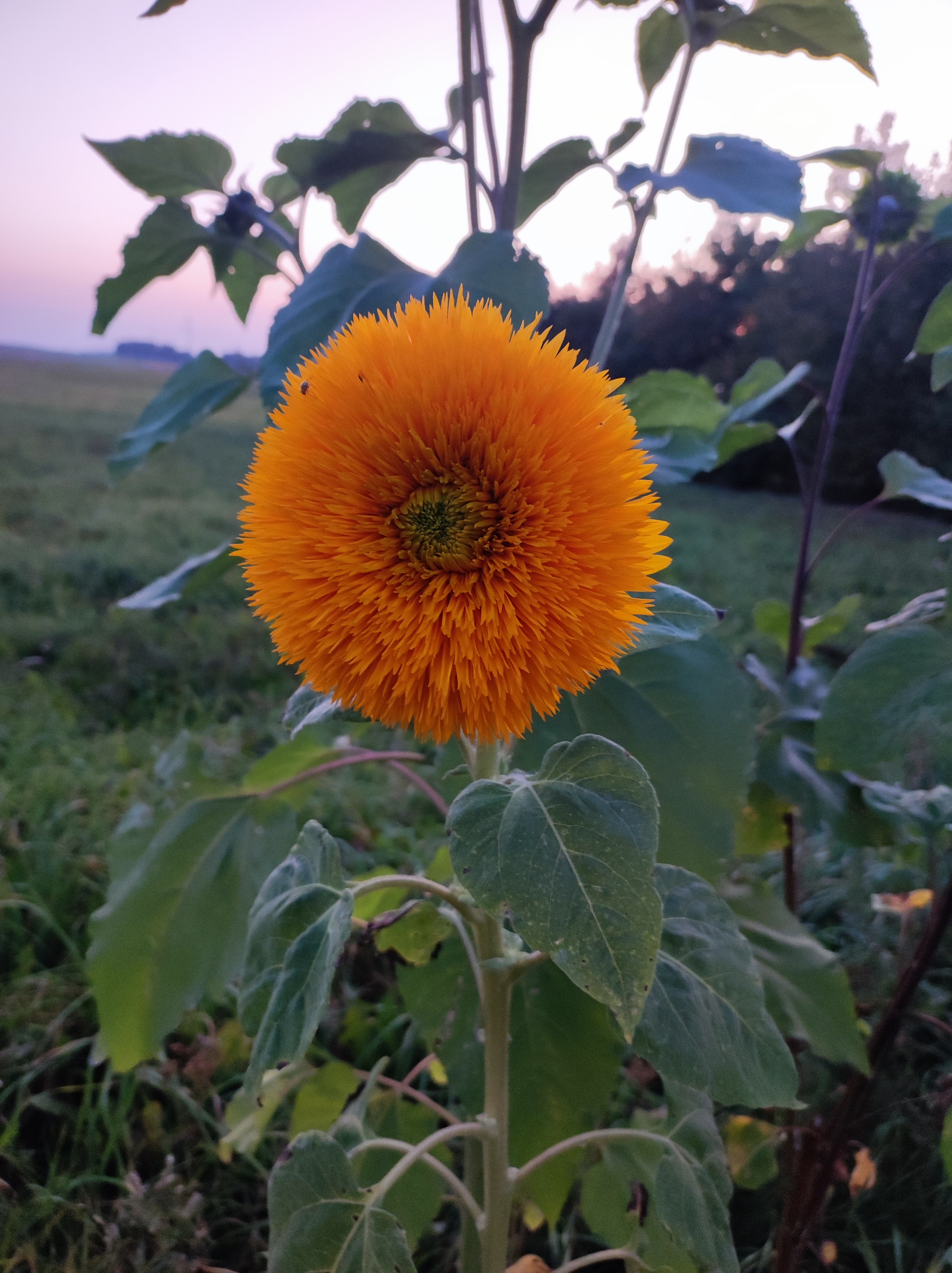 Dekoratyvinės saulėgrąžos - Sungold Tall