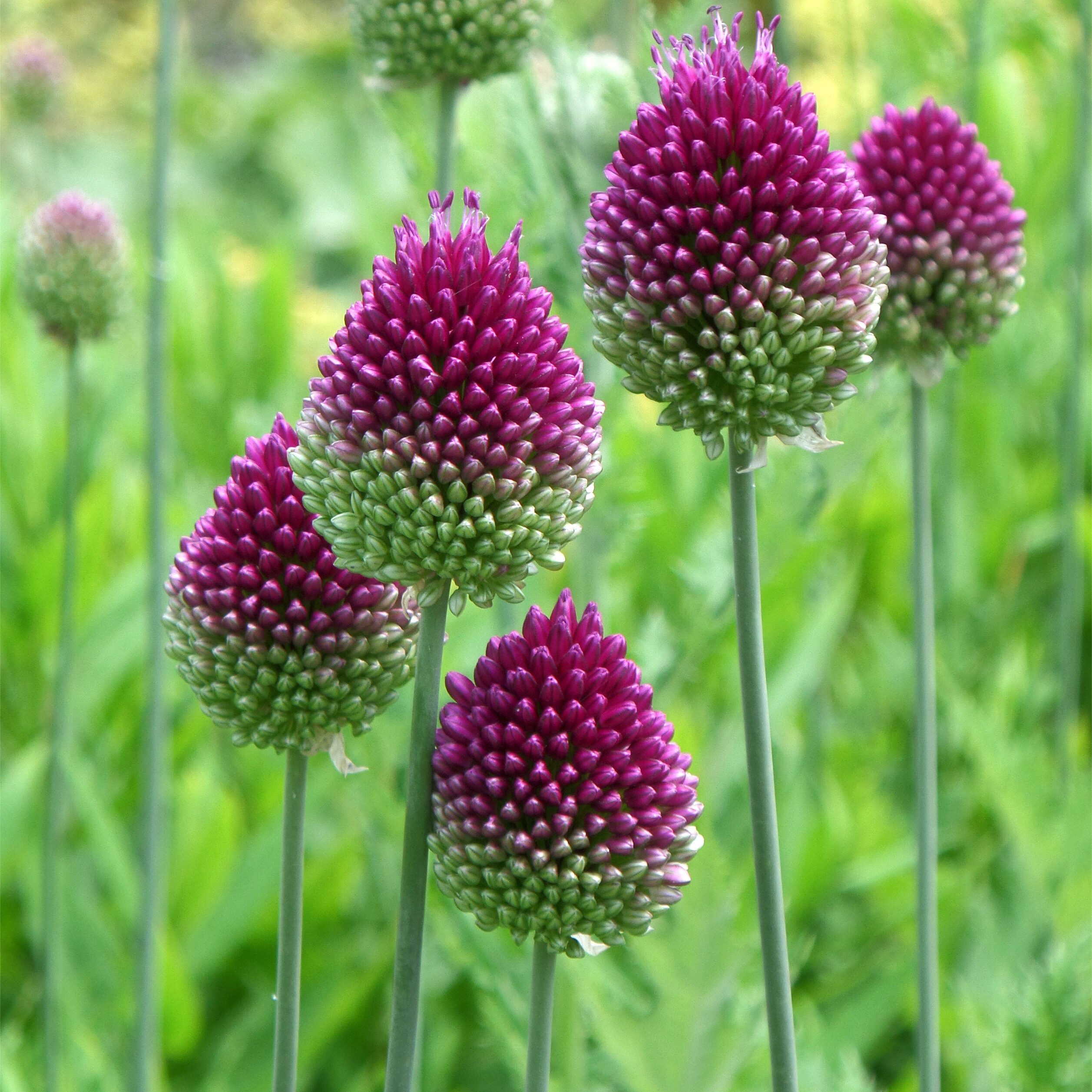 Česnakas - Sphaerocephalon