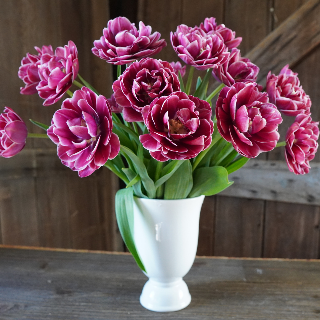 Tulpės - Dream Touch