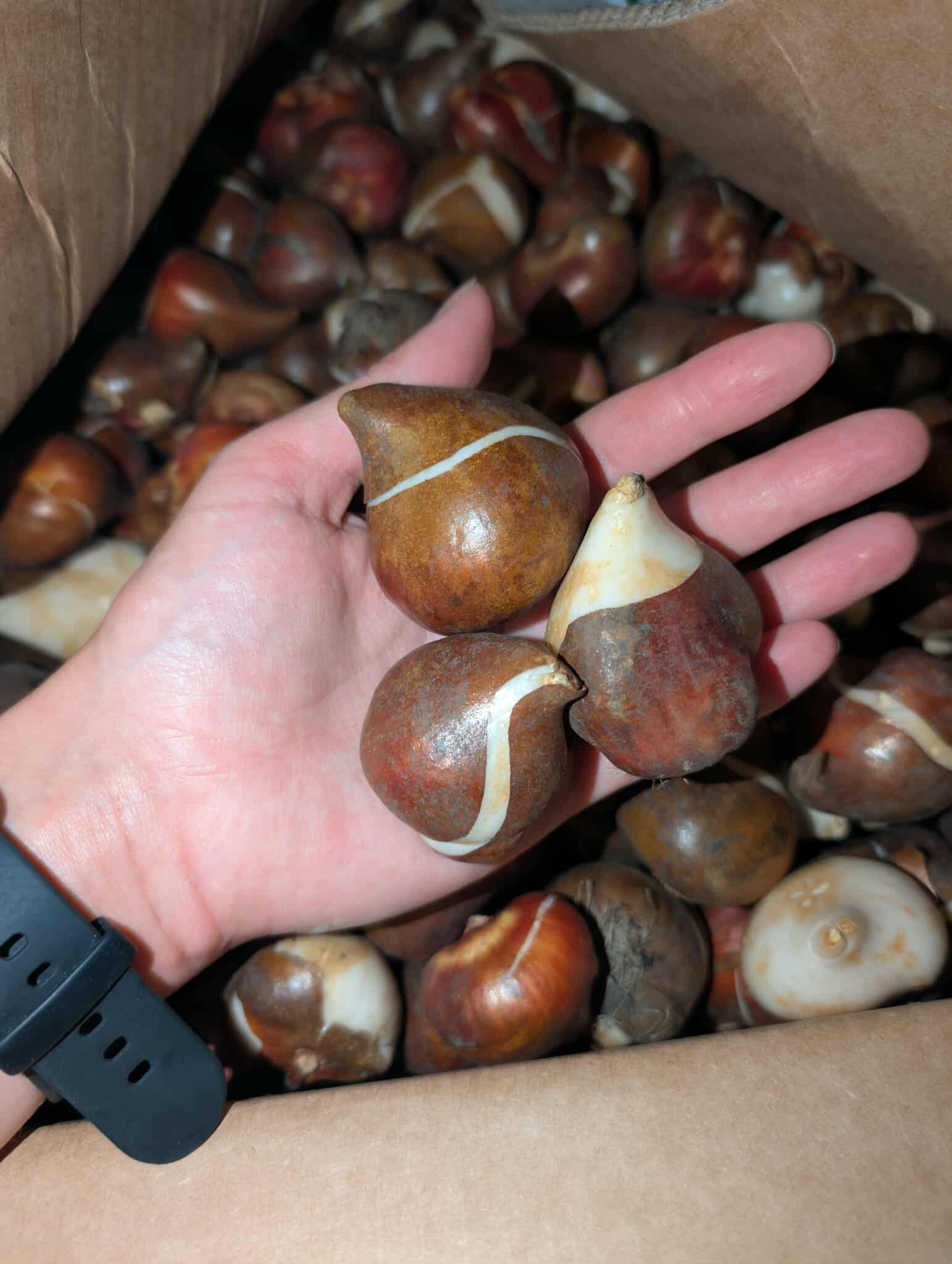 Tulpės - Blue Diamond