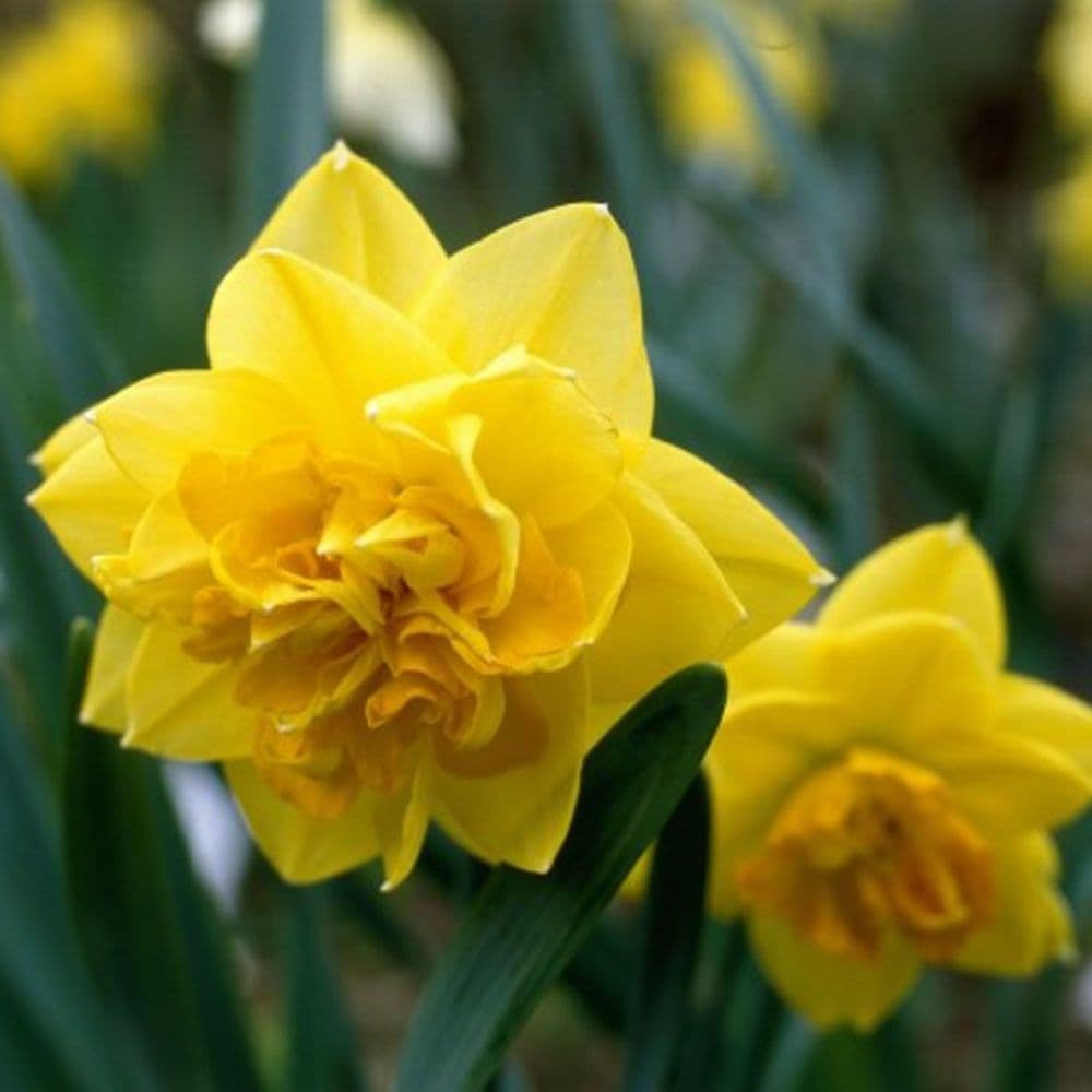 Narcizai - ‘Apotheose’