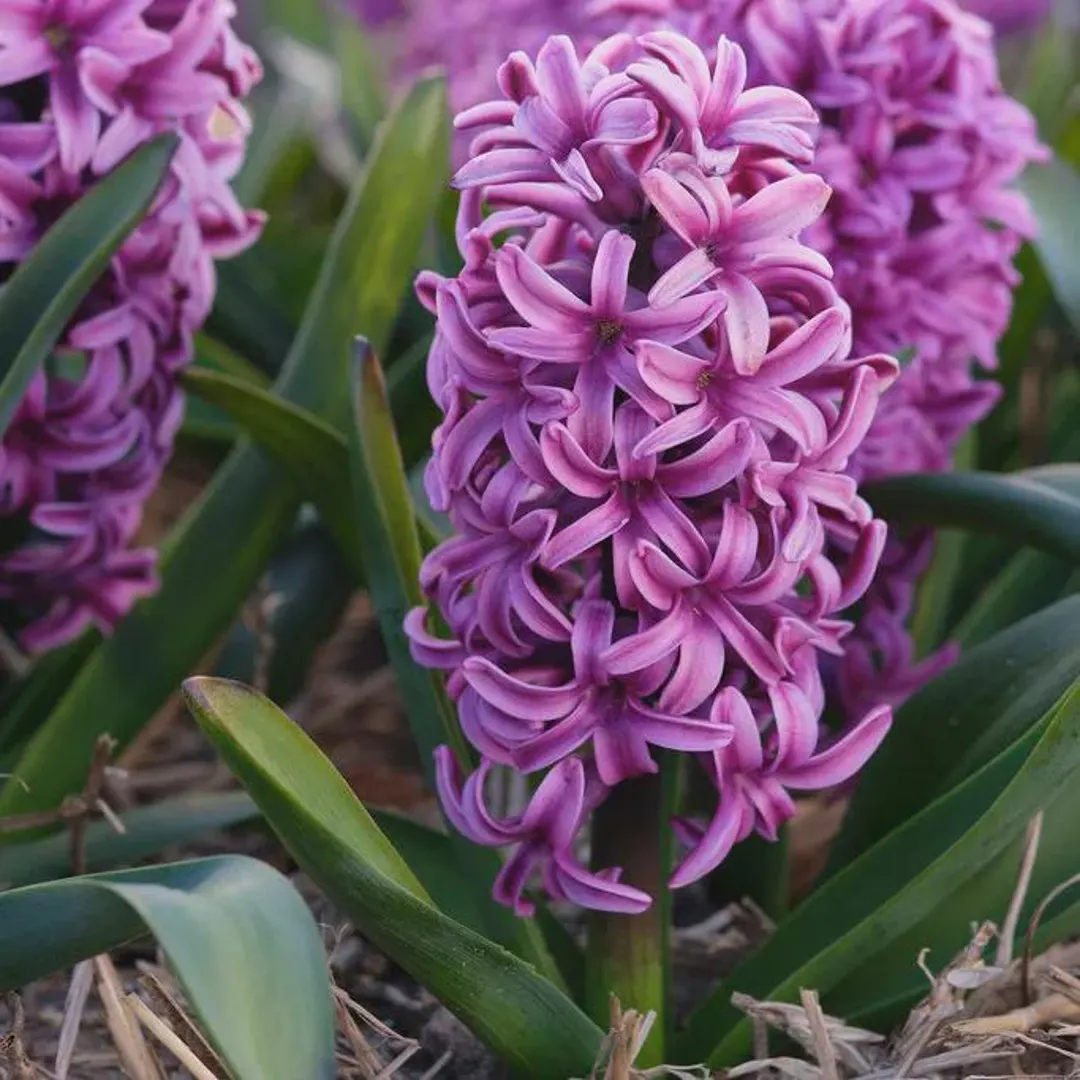 Hiacintai - Miss Saigon