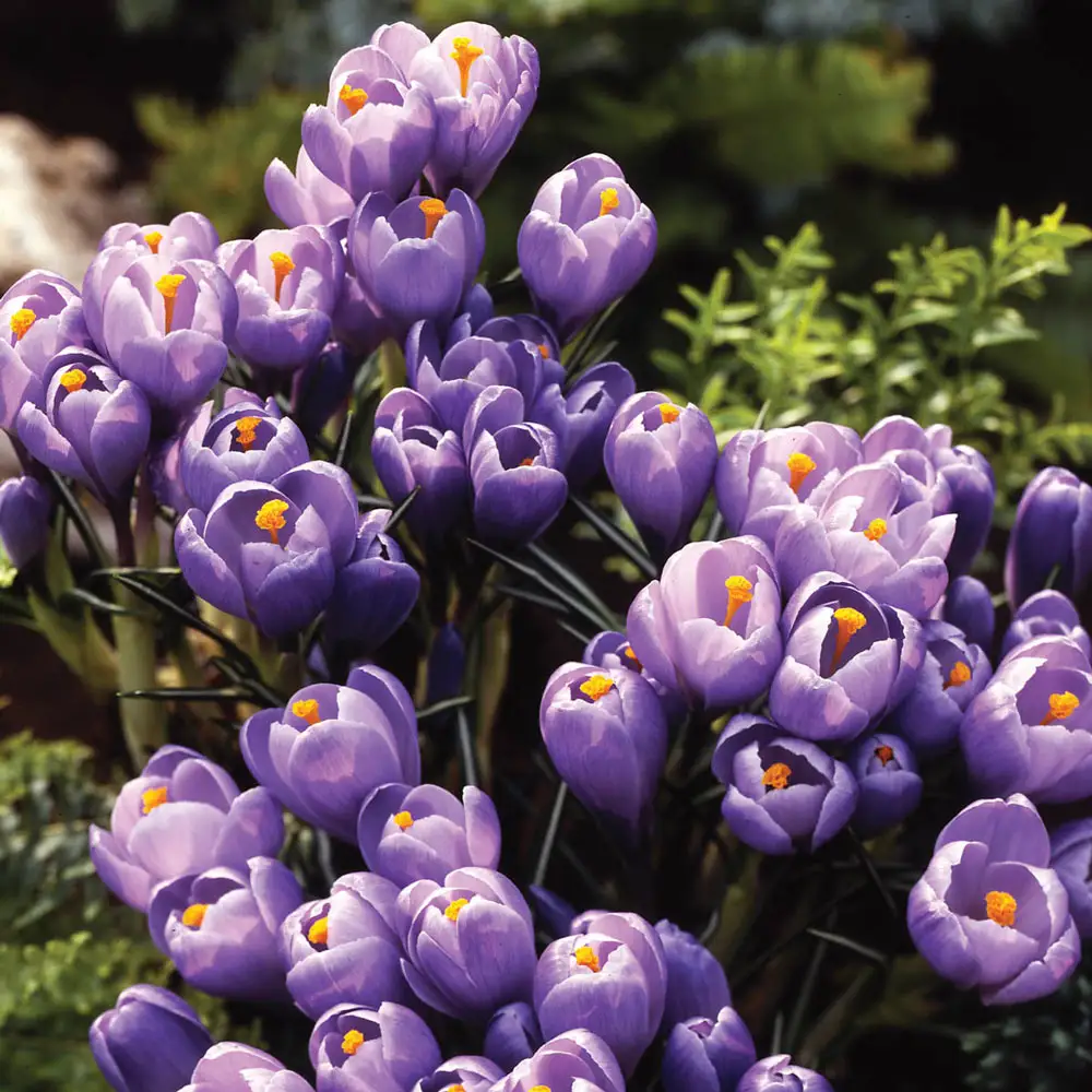 Krokai stambiažiedžiai - Grand Maitre