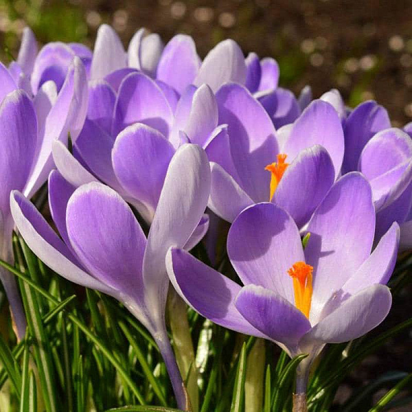 Krokai stambiažiedžiai - Grand Maitre