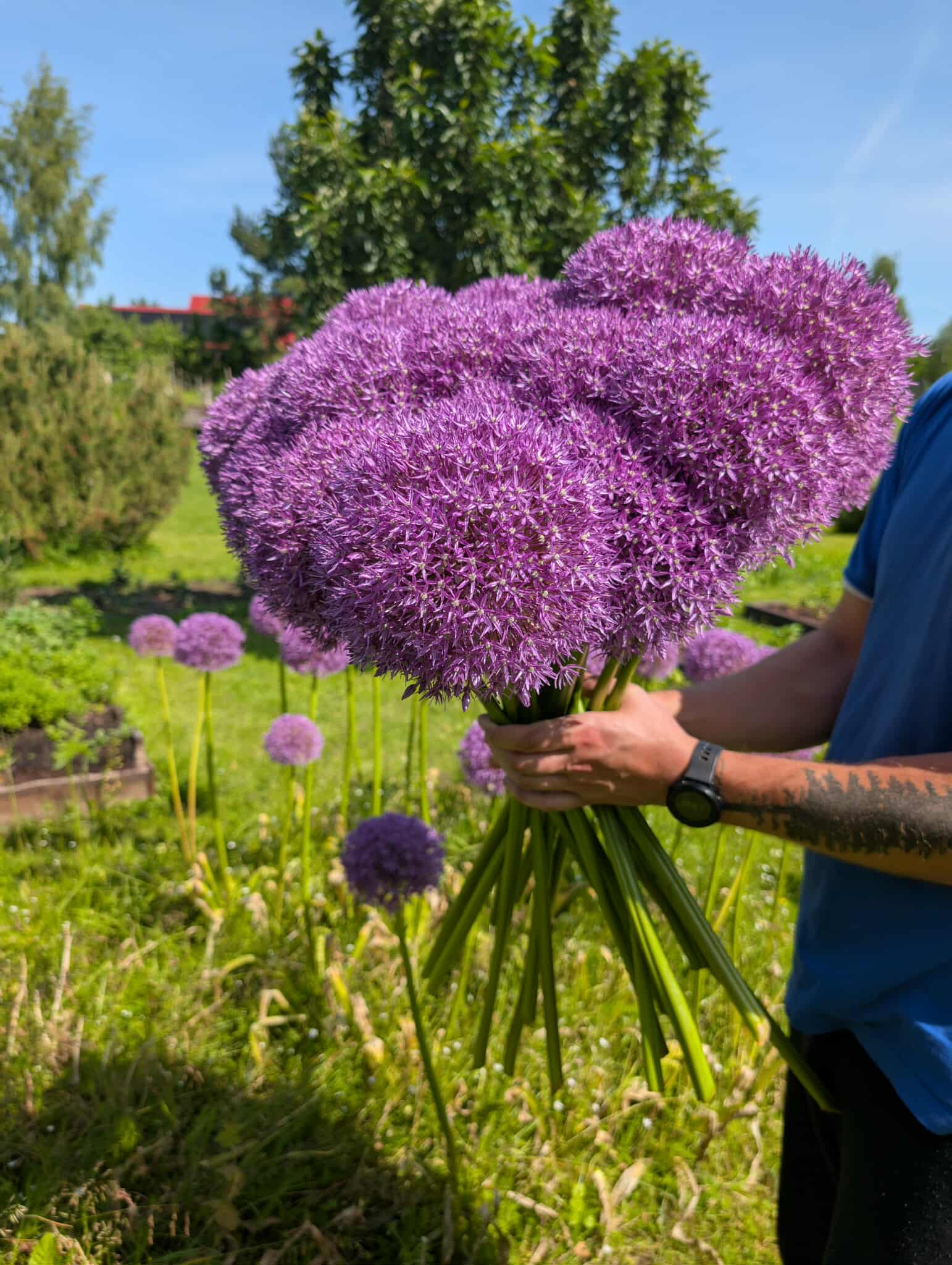 Česnakas - Globemaster