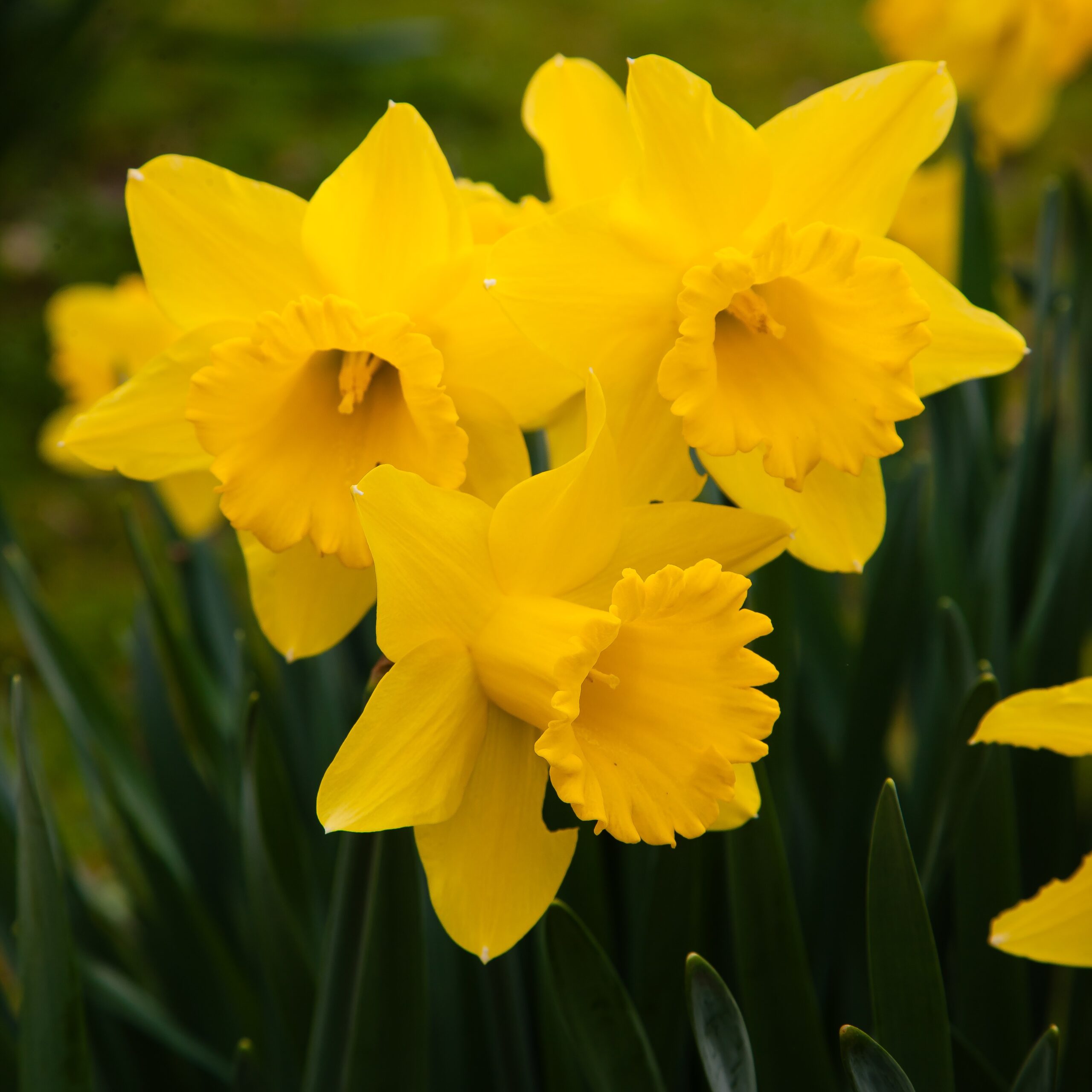 Narcizai - Dutch Master