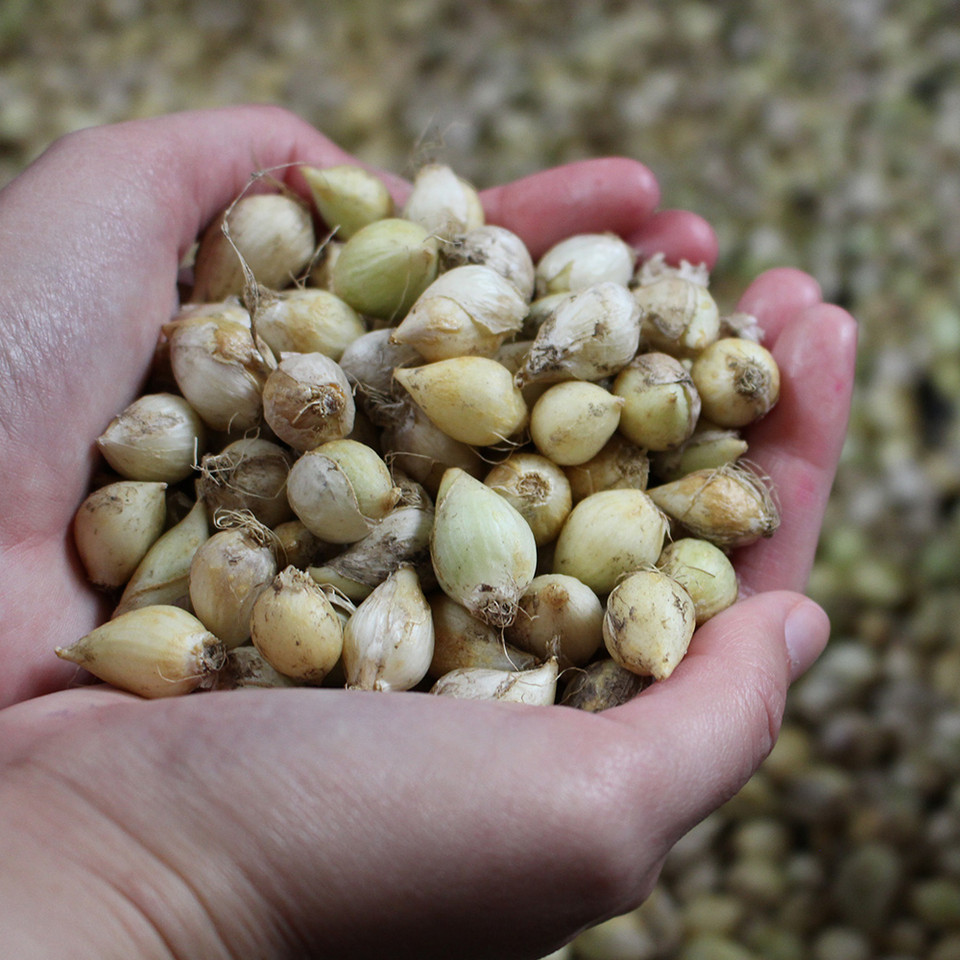 Česnakas - Sphaerocephalon