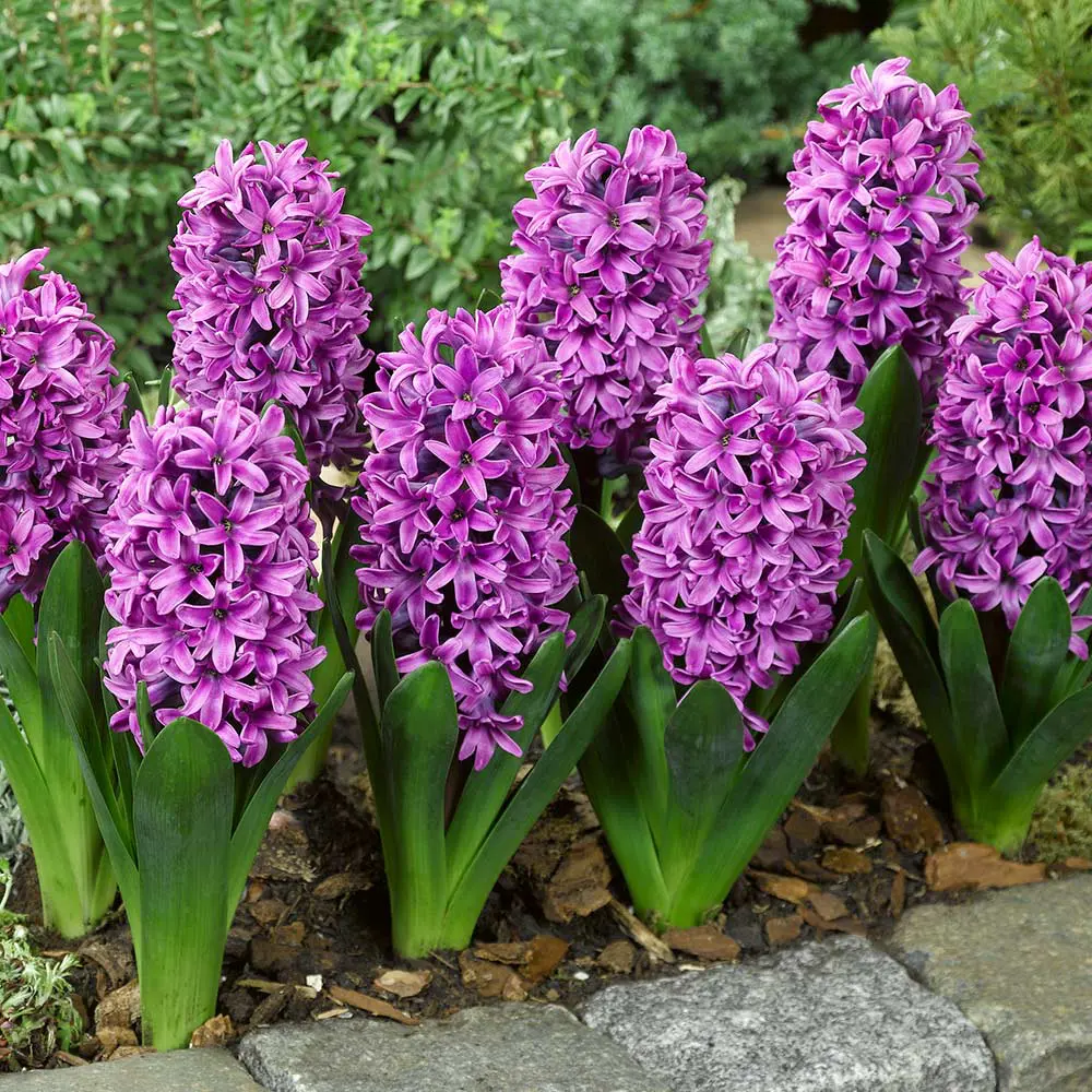 Hiacintai - Miss Saigon