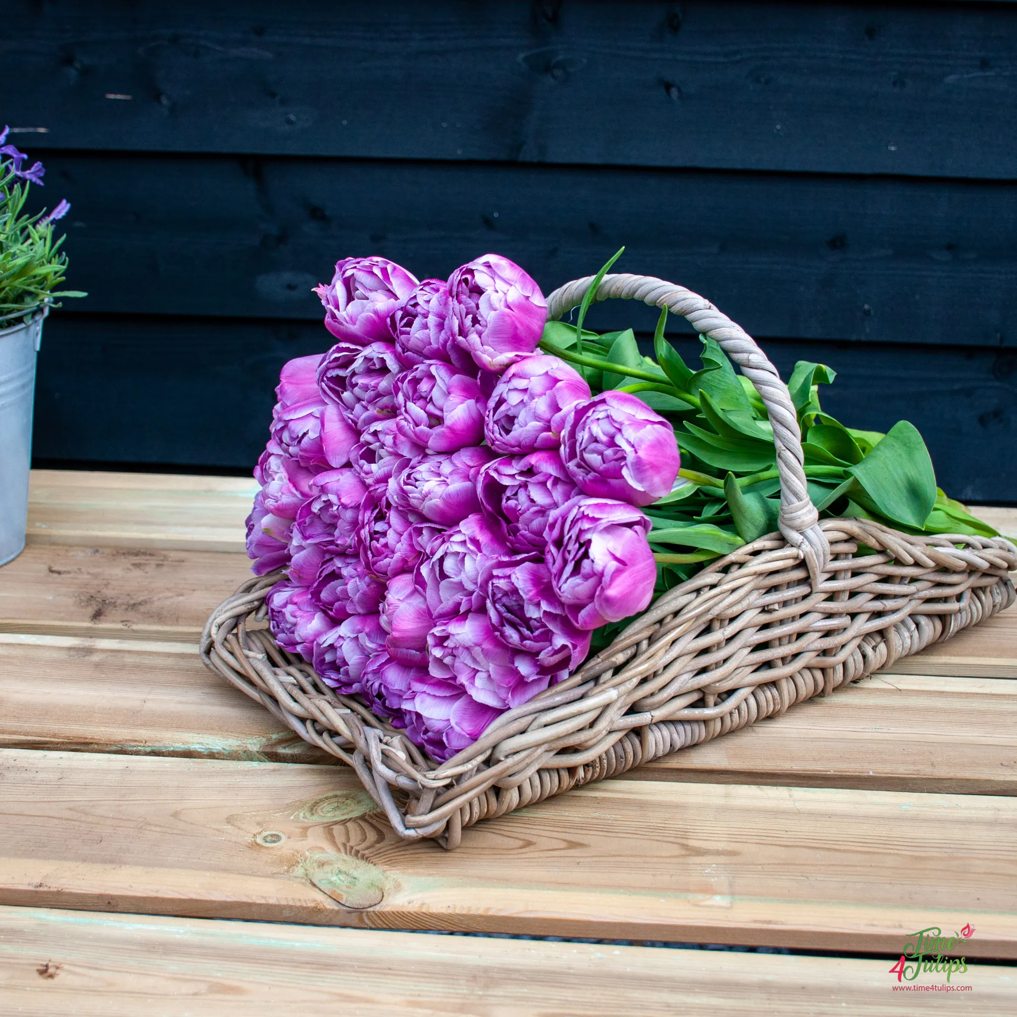 Tulpės - Blue Diamond