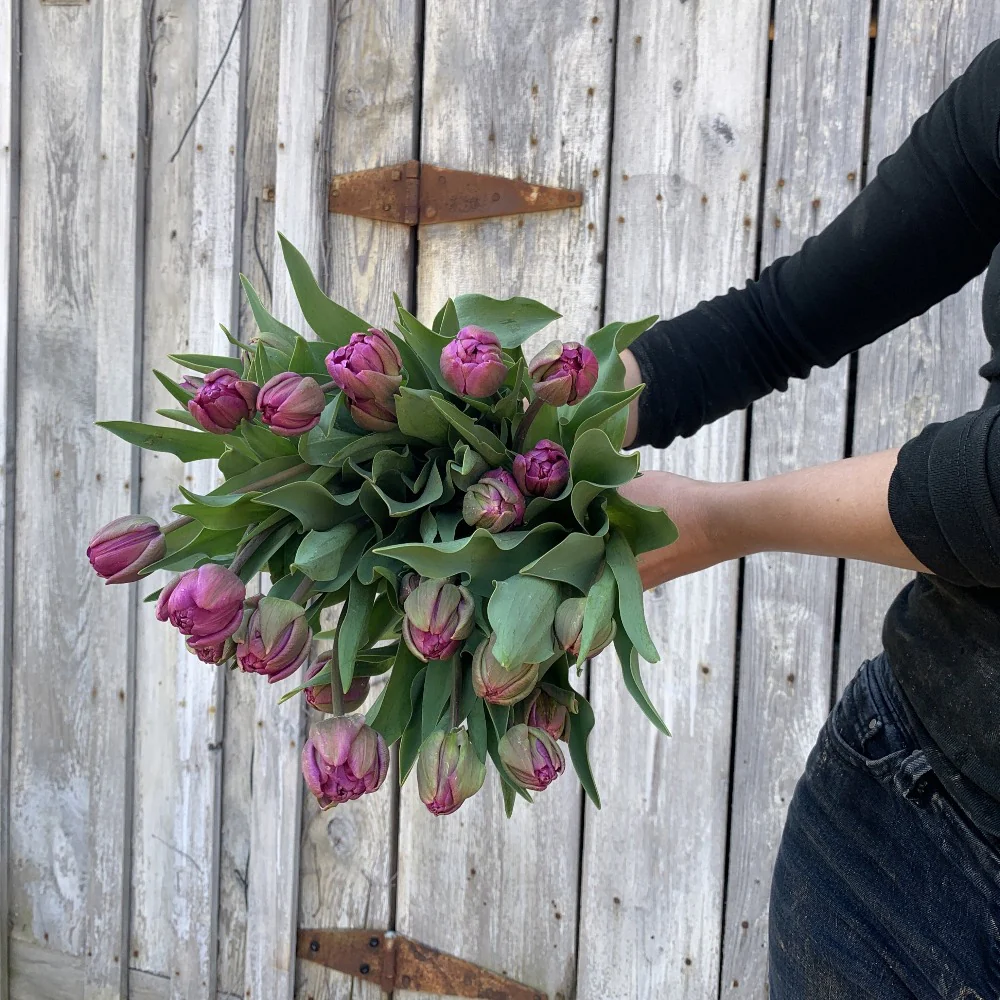 Tulpės - Blue Diamond