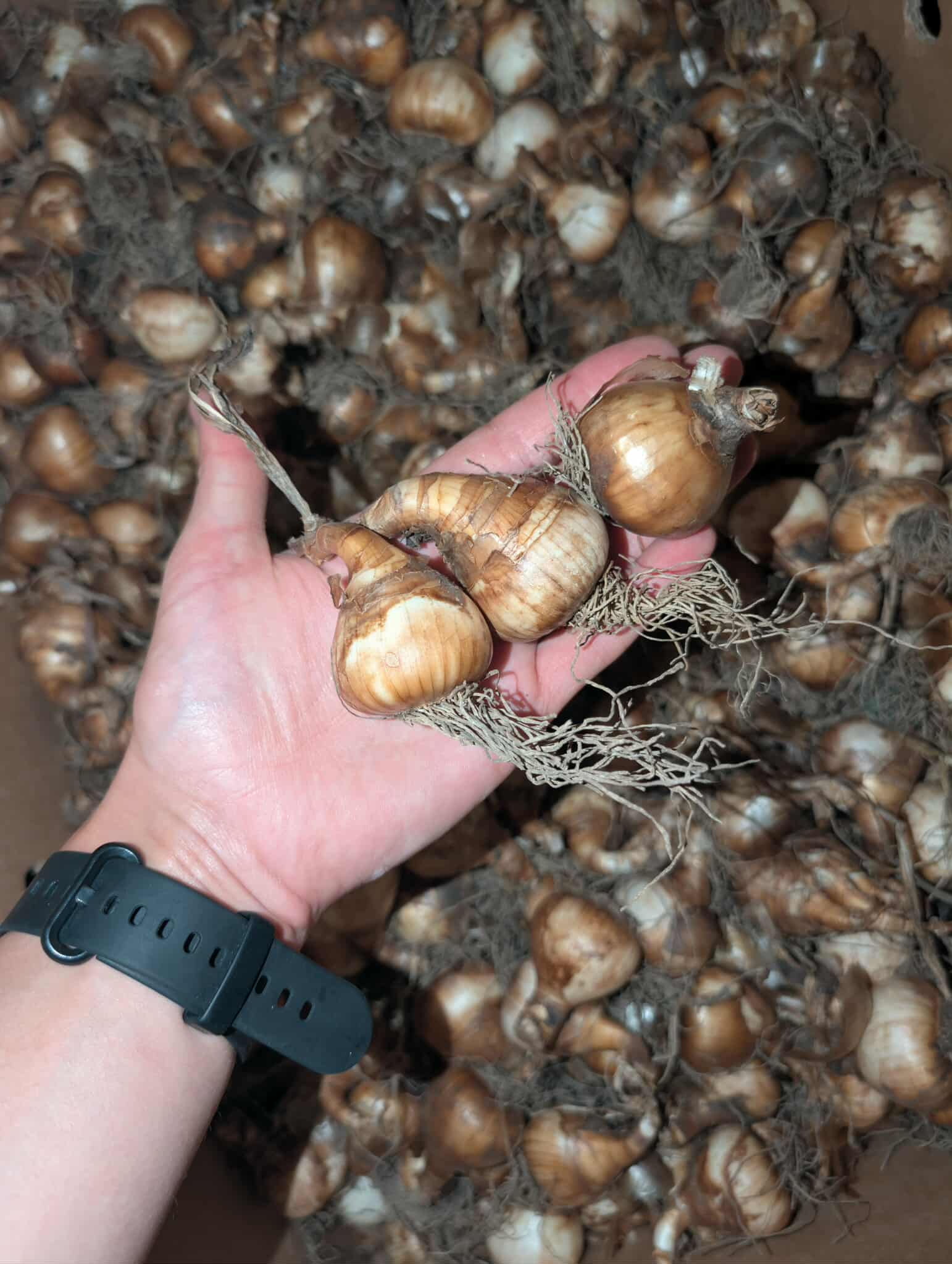 Narcizai - ‘Apotheose’